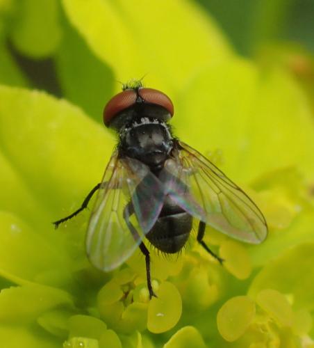 Phasia obesa